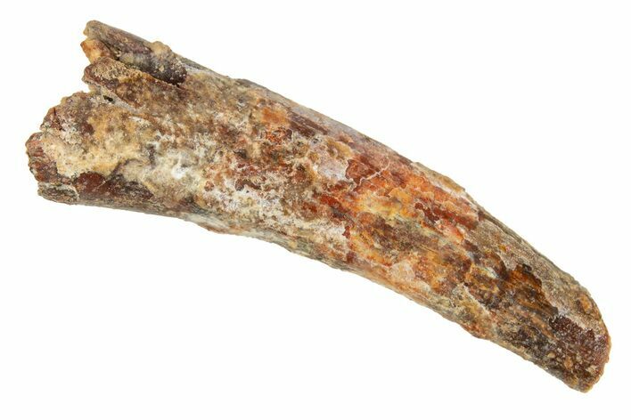 Bargain, Fossil Pterosaur (Siroccopteryx) Tooth - Morocco #329005